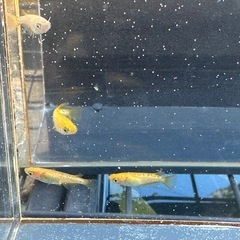 メダカ オレンジラメ 2ペアの画像