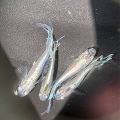 【受渡者様決定】エルビス②/  改良メダカの画像