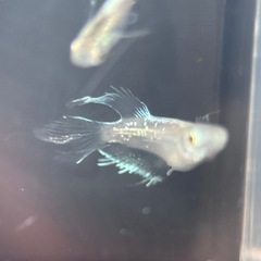 【受渡者様決定】エルビス②/  改良メダカの画像