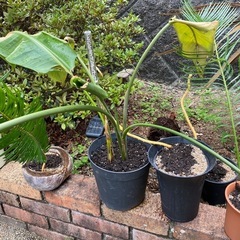 蘇轍の画像