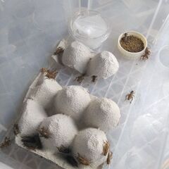 🉐🦗ヨーロッパイエコオロギ　　　　【Lｻｲｽﾞ～成虫】 100匹＋α　　　　の画像