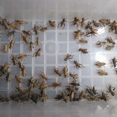 🉐🦗ヨーロッパイエコオロギ　　　　【Lｻｲｽﾞ～成虫】 100匹＋α　　　　の画像