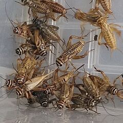 🉐🦗ヨーロッパイエコオロギ　　　　【Lｻｲｽﾞ～成虫】 100匹＋α　　　　の画像