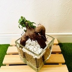 ガジュマル　観葉植物　ハイドロカルチャーの画像