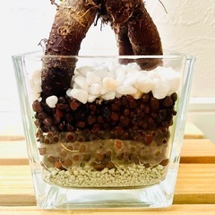 ガジュマル　観葉植物　ハイドロカルチャーの画像