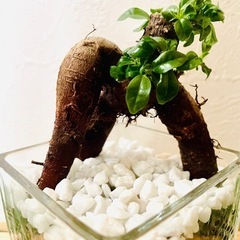 ガジュマル　観葉植物　ハイドロカルチャーの画像