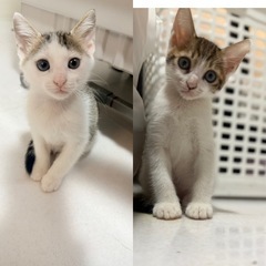 白キジのきょうだい♡子猫だらけの里親会に参加します！
