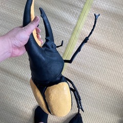 ヘラクレスカブトの画像