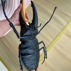 ヘラクレスカブトの画像