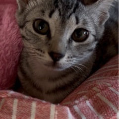 サバトラのシャーペットちゃん