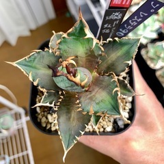 🟣写真更新🟣アガベ【レッドキャットウィーズル/紅猫】小株🍀の画像