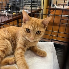 茶トラ子猫　メス