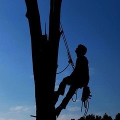 高所・電線周りも安心！庭木の【特殊伐採専門】【熊本県近辺】