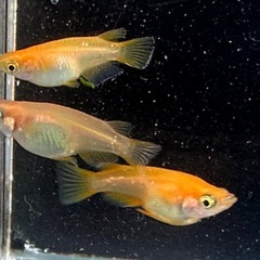 メダカ 初恋 1ペア＋メスの画像