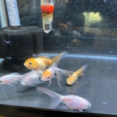 自家産オランダ獅子頭
の画像