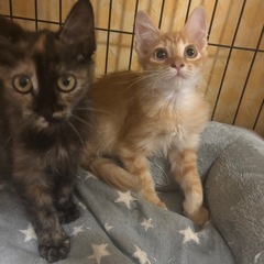 茶虎中毛、さび中毛の兄妹猫さん♡里親会に参加します！