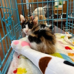 ミケ子猫　2か月半