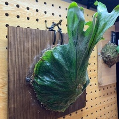 ビカクシダ スパーバム
の画像