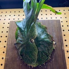 ビカクシダ スパーバム
の画像
