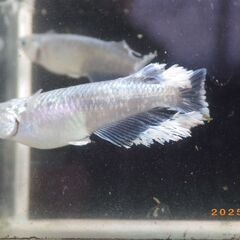 豪鬼（ごうき）めだかの若魚（青体色のみ1ペア）の画像