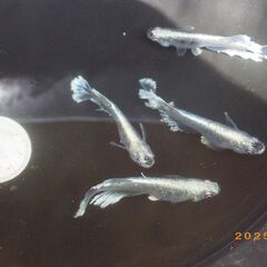 豪鬼（ごうき）めだかの若魚（青体色のみ1ペア）の画像