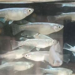 豪鬼（ごうき）めだかの若魚（青体色のみ1ペア）の画像