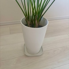 ケンチャヤシ観葉植物【元値14,000円】の画像
