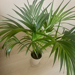 ケンチャヤシ観葉植物【元値14,000円】の画像