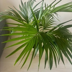 ケンチャヤシ観葉植物【元値14,000円】の画像