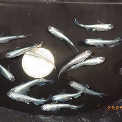 豪鬼（ごうき）めだかの若魚（青体色のみ1ペア）の画像