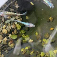 メダカの画像