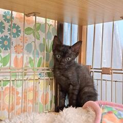 1ヶ月半くらいの子猫たち（兄妹）