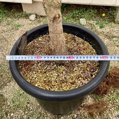 ［025］グレビレア　ロブスタ　ハゴロモノキ　オージープランツ　大苗の画像