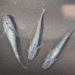 サファイア/改良メダカの画像