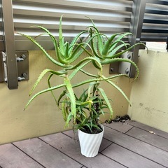 【無料】元気なキダチアロエ鉢植え（約70cm）室内＆バルコニー育ち の画像