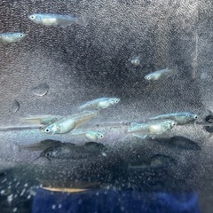 サバの極みの画像
