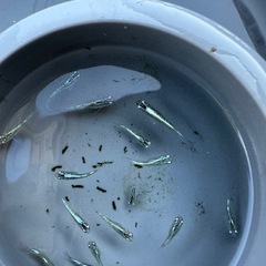 サバの極みの画像