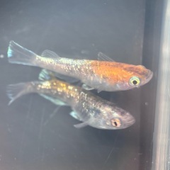 銀鱗紅玉/改良メダカの画像