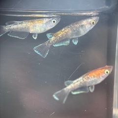 銀鱗紅玉/改良メダカの画像