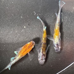 銀鱗紅玉/改良メダカの画像