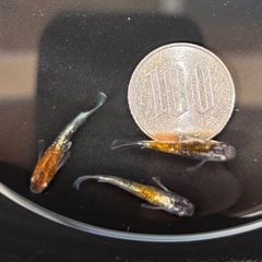 銀鱗紅玉/改良メダカの画像