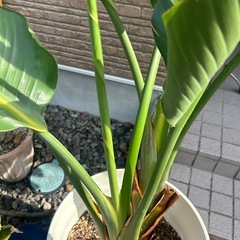 オーガスタ150cm の画像