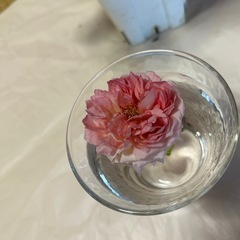 薔薇苗木の画像