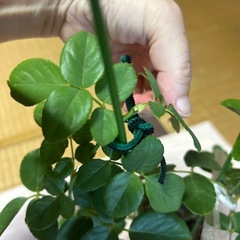薔薇苗木の画像