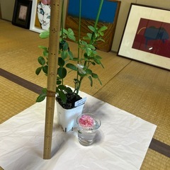 薔薇苗木の画像