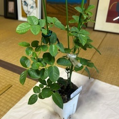 薔薇苗木の画像