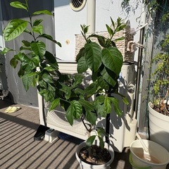 レモンの木の画像