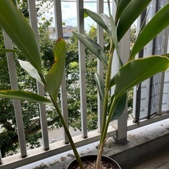 沖縄で愛される月桃の画像