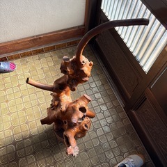 木の根の画像