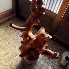 木の根の画像